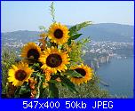 Auguri a tutte le Teresa!!!-girasoli%2520e%2520penisola%2520sorrentina-jpg