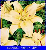 I 5000 messaggi di Fiorella-lilium2-jpg