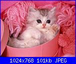 Oggi per me è un giorno speciale!!!!-gatti003yr2-jpg