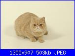 Trasformare in schema la foto di un gatto-1-jpg
