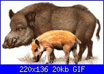 Cinghiale-sanglier3-gif