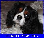 Ettore-foto-ettore-jpg