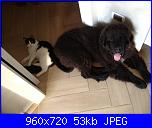 Schema cane e gatto da creare da una foto-309285_4589430219792_1658727040_n-jpg