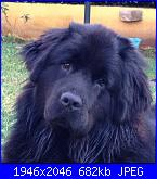 Schema cane e gatto da creare da una foto-image-jpg