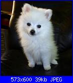 Cane a bordo volpino-neve-volpina-italiana-di-marisa-oreglia2-jpg