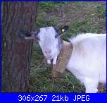 Trasformare foto in schema-fb_img_1479336572540_1-jpg