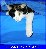 Swap: "Frrr...un mondo di fusa"-copertina-007-jpg