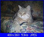 Swap: "Frrr...un mondo di fusa"-immag0791-jpg