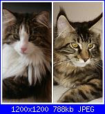 Swap: "Frrr...un mondo di fusa"-img-20160103-wa0009-jpg