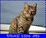 Swap: "Frrr...un mondo di fusa"-277-jpg