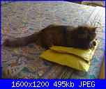 Foto BFC di Roby60-060920141293-jpg