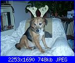 Concorso "Ora ti concio per le feste!" VOTAZIONI-la-kruz-renna-di-babbo-natale-jpg