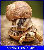 2° Very Fast Contest-lumaca_tartaruga-jpg