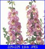 maria sanfilippo: Comunicazione-angelonia-serena-jpg