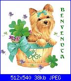 Presentazione - Annamaria Zucchi-bv-cagnolino-jpg