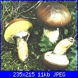 Per un buon risotto-imagescap5ex9w-jpg