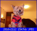 SAL UFO , dei lavori dimenticati o abbandonati-snoopy-cappotto-jpg