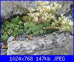 SAL piantina a uncinetto-1000341896_1000013406_1505889019-jpg