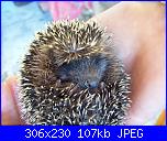 SAL Impariamo a fare la cartelletta/pochette/trousse ...-porcospino-jpg