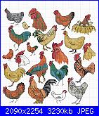 Galli e galline-59-chickens-2-jpg