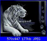 Animali esotici/selvatici-277-jpg