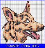 Cani-cachorro_37-jpg