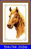 Cavallo / Cavalli-cavallo7-jpg