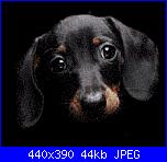 Cani-black-dog-foto-jpg