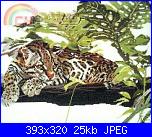 Animali esotici/selvatici-dmc-k4097-rarest-rare-margay-jpg