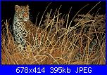 Animali esotici/selvatici-dim03894-leopard-hunts-alone-jpg