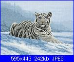 Animali esotici/selvatici-anchor-maia-01011-siberian-tiger-jpg