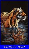 Animali esotici/selvatici-dim35222-tiger-chilling-out-jpg