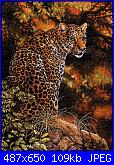 Animali esotici/selvatici-dim35209-leopard-s-gaze-jpg