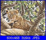 Animali esotici/selvatici-la38002-serengeti-leopard-jpg