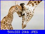 elefanti e giraffe-b2ap3_thumbnail_bellissime-foto-di-mamme-animali-con-i-loro-cuccioli-00-jpg