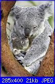 schemi koala-b2ap3_thumbnail_bellissime-foto-di-mamme-animali-con-i-loro-cuccioli-21-jpg