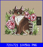 Gatti e Gattini-img_20200710_221252-png