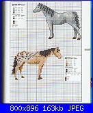 Cavallo / Cavalli-73-jpg