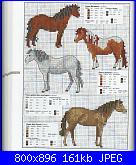 Cavallo / Cavalli-76-jpg
