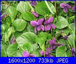 Tovaglie-Tovagliette-Runner-img_8362-jpg