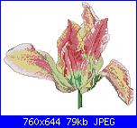 Tulipani-tulipani-7-foto-jpg