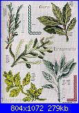 Piante/erbe aromatiche.-29856661-jpg