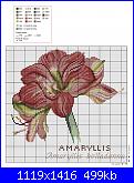 Fiori-amaryllis-belladonna-jpg