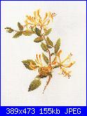 Fiori-tg-p033-lonicera-jpg