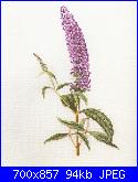 Fiori-tg-p120-buddleia-jpg