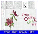 Stelle Di Natale-t-jpg