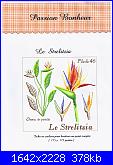 Passion Bonheur - Le Strelitzia-cover-jpg