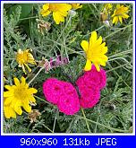 Elda - i miei amigurumi-farfalla-jpg