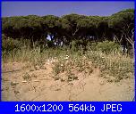 Un tè con Sandra-img00881-20110529-1753-jpg