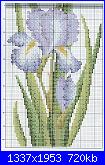 Cerco schema fiore iris-iris%25201%2520%25282%2529_-jpg